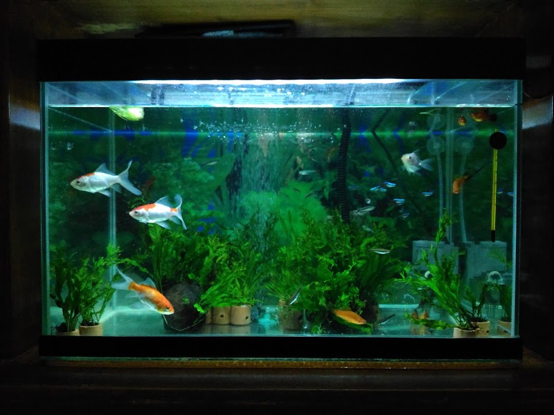 Akuarium Impian di Jantung Cilacap: Toko Annisa Aquarium